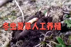 冬虫夏草的人工养殖视频封面