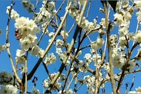 桃树嫁接杏树图片