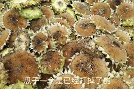 农村大面积种植向日葵.一亩产量350斤瓜子.能赚到2500元左右