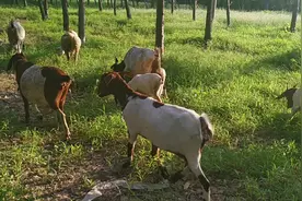 小两口兴致勃勃靠近山羊，可山羊为啥跑那么快？小两口很无奈……