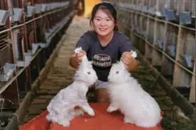 天气太热 给兔子理发 让它舒服的过夏天，您们见过剪了毛的兔子吗