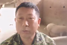母猪母性不好咬人,怎样训练,会拉近母猪和人之间的距离而不咬人视频封面