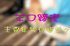 奶山羊传染病—羊口蹄疫的主要症状有哪些？养殖户你一定要知道！视频封面