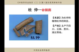杜仲补阳药，补肝肾，强筋骨，安胎，中药执业药师备考视频封面