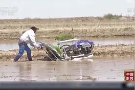 柴达木盆地盐碱地开始试种海水稻视频封面