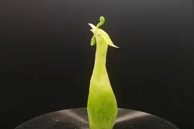 青萝卜素雕简易凤凰头部过程分享，师傅这刀法很给力哦！