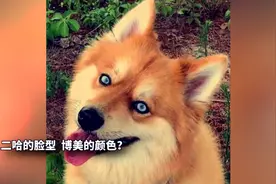 二哈和博美，怎么生下了一只狐狸？