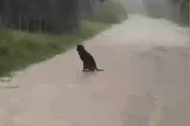 下雨了，狗狗们都已经跑回了各自的家里，孤独的流浪狗却独自淋雨视频封面