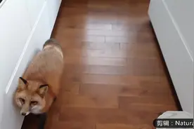 老外真是厉害，连狐狸都可以做宠物养视频封面