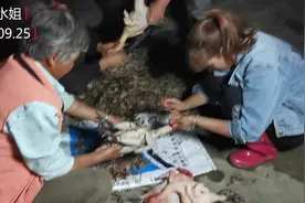 大家看看水姐冷藏鸡是怎么打包发快递，不用担心几天就臭！视频封面