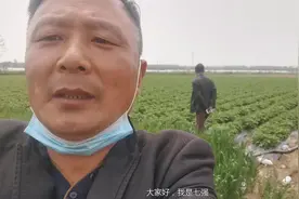 农村大哥种七亩露天土豆，投资一万多，利润令人意想不到！视频封面