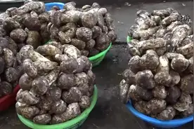 吃毒蘑菇能看见“小精灵”？专家：可能致命图片