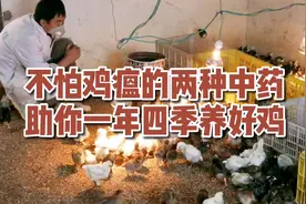 不怕鸡瘟的两款纯中药，助你一年四季养好鸡！