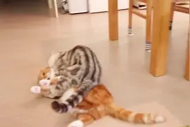 猫爸猫妈悄悄在角落打架，不料被小猫撞见，下一秒太好玩了图片
