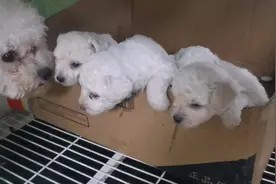 20多天比熊小狗宝宝为了吃一口奶，萌翻了居然从箱子里爬出来