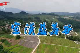 航拍：大山深处的“蓝精灵”—宣汉双河镇蓝莓谷，疫情过后来摘果视频封面