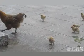 邻居奶奶来借鸡蛋，老四给晨晨上了一课，啥样的鸡蛋才能孵小鸡？视频封面
