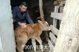 四川达州：农村表叔这头小牛犊咋样？150块钱的代价，这次赚大了