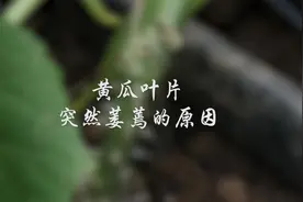 黄瓜萎蔫不要着急，先听听老师怎么说视频封面