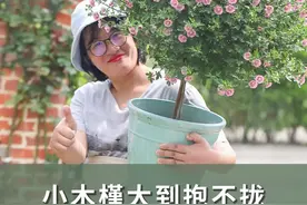 优雅女士小木槿，春天爆花没商量#我眼中的春天#