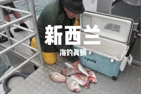 新西兰海里真鲷真多，这种鱼用来做刺身味道很好