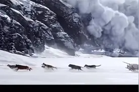 雪橇犬里领头的是最厉害，它可以辨别危险，自己带领队伍转移。视频封面