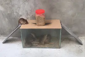 一块纸板一个水缸就能做捕鼠器，教你怎么高效率抓老鼠