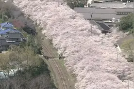 新东京风土记 樱花前线之旅-从冲绳到北海道视频封面