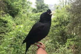 主人养了它5年，结局太感人