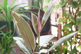 养橡皮树，掌握这3点，叶子大又红，分枝冒得多，饱满又茂盛！视频封面