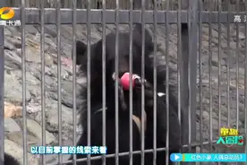 野人足迹对比黑熊脚印 冒险员推翻黑熊是野人的说法视频封面