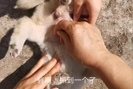 小狗身上跳蚤太多了，痒的狗没法睡觉，小妹给它们挠痒痒抓跳蚤视频封面