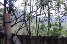 3斤猪肉，小厨子做的下酒菜，越吃越香