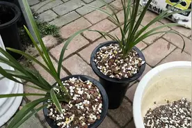 新手种兰花到底用什么样的植料？推荐一款好用不贵的配方！视频封面