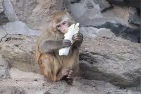 猴子吃啥吃的这么香