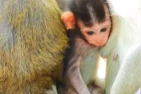看它的牙齿如此可爱小猴子的牙齿看起来如此可爱