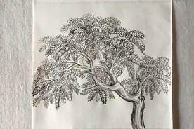 国画椿树的画法步骤演示