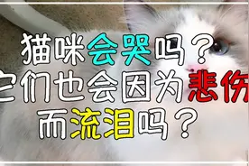 猫咪会哭吗？它们也会因为悲伤而流泪吗？视频封面
