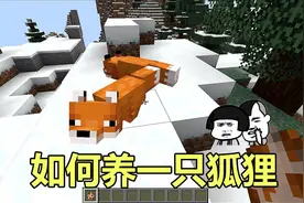 小信老师：教你如何在mc里人工繁殖一只狐狸，甜浆果是关键！