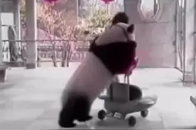 70年代大熊猫街头卖艺，熊猫：我可是国宝，你们没搞错吧！图片