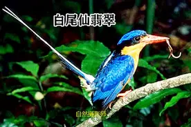 （8）翠鸟科，中国统计一共32种，大家帮忙看看统计是否完善？视频封面