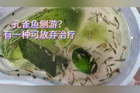 孔雀鱼为什么侧着游？侧游的原因有三种，其中一种侧游请放弃治疗视频封面