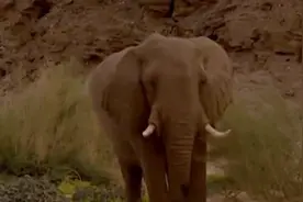 大象和犀牛为什么掐架？图片