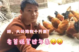 农村小伙家里的大公鸡10斤重？老爸说过年等人齐就“杀了”它吃。视频封面