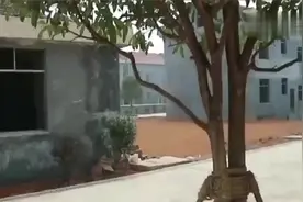 农村镇上的商品房，请问到底值不值得去买？又有多少人会去买？视频封面