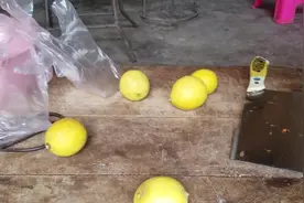 小伙在某宝买柠檬太多，用手挤成汁喝，直接给酸哭了视频封面