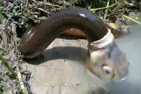 大鱼吞黄鳝，黄鳝反杀大鱼，从腹中几进几出！视频封面