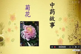 清热解毒的菊花视频封面