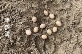这么小的蜥蜴蛋与蛇蛋就像鸡蛋遇上鸵鸟蛋