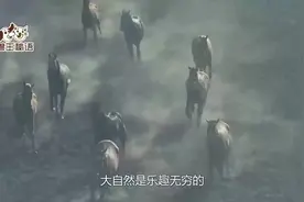 这匹马在地上边打滚边放屁，这种现象其实是快乐的意思！